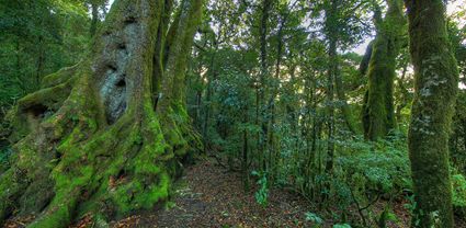 Antarctic Beech Trees - Springbrook  - QLD T (PB5D 00 U3A3942)